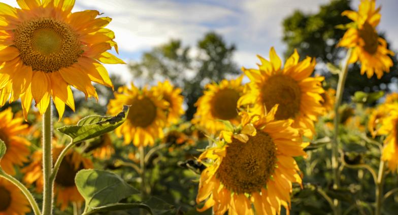 Traill_County_ND_Tourism